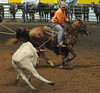 David Friend > Steer Roping Competition photo